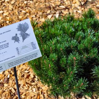 Beschilderung Pinus mugo Turra