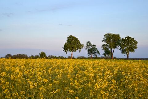 Rapsfeld bei Lübbow