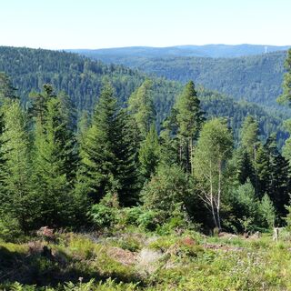 Aussichtpunkt am Langforchenweg