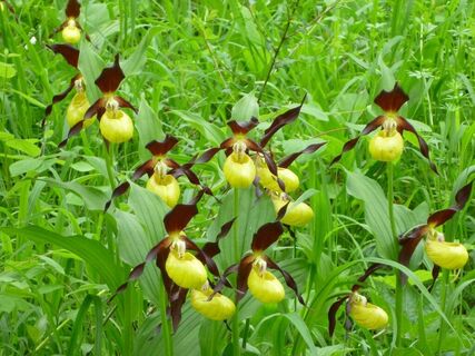 Gelber Frauenschuh (Cypripedium calceolus)