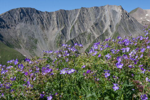 Blumen und Gräser