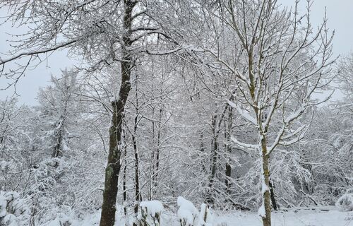 Eifelbäume im Winterkleid 