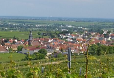 Kallstadt Panoramabild