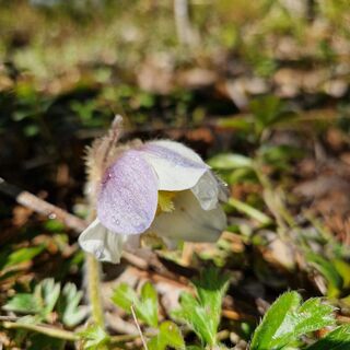 Päihäniemen Naturpfad