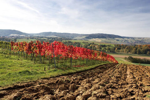 Weinberge bei Perl