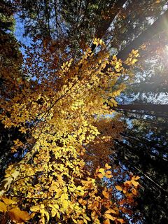 Fotografija s spletne strani Don  Pedro na poti