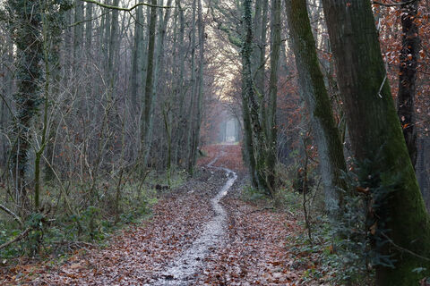 Waldweg im Herbst