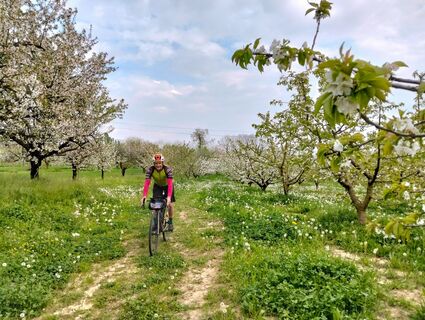 Kirschblüten in Pecetto