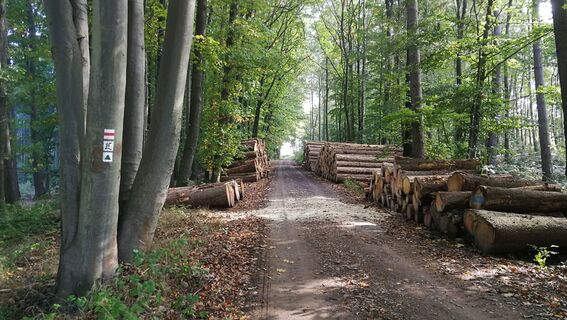 Zwischen Leubengrund und Hummelshain