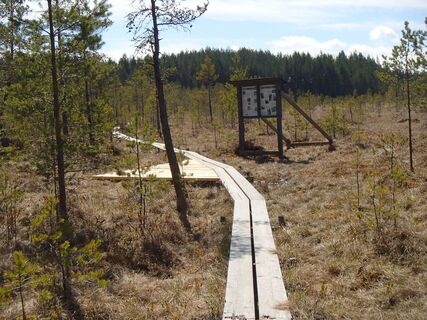 SUMPFGEBIET HÄMMÄAUTEENSUO
