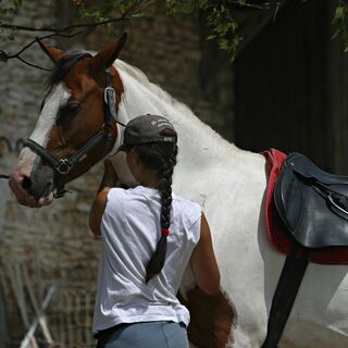 Pferd und seine Reiterin