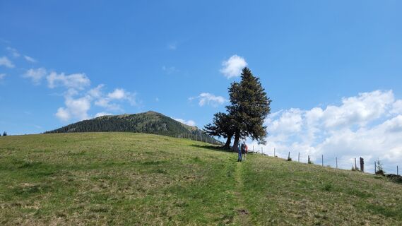 Rappoldkogel vom Salzstiegl