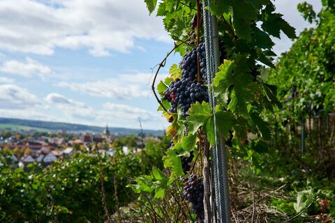 Weinberge in Bietigheim-Bissingen