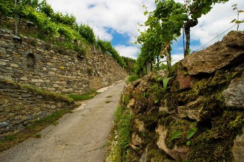 Steinterrassen in der Wachau