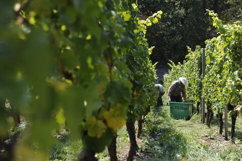 Vaihinger Weinberge
