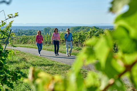 Wanderweg bei der Weinlage Goldberg über Bad Schönborn mit Aussicht nach Westen über die Rheinebene