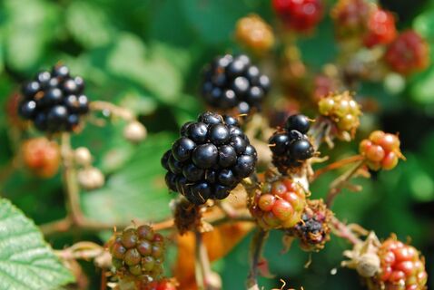 Trefflingfall über Hochbärneckhütte