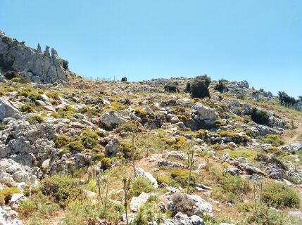 Photo de MopsBiene le long du parcours