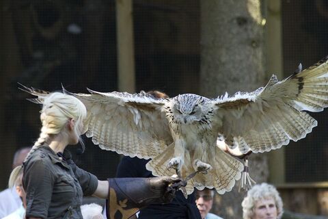Falknerei am Rennsteig