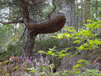 Schöner Baum am Wegrand