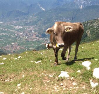 Kühe bei der Malga Stivo