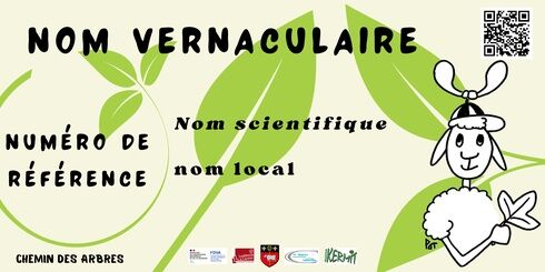 Der Weg der Heiligen-Maurice-Navacelles-Bäume