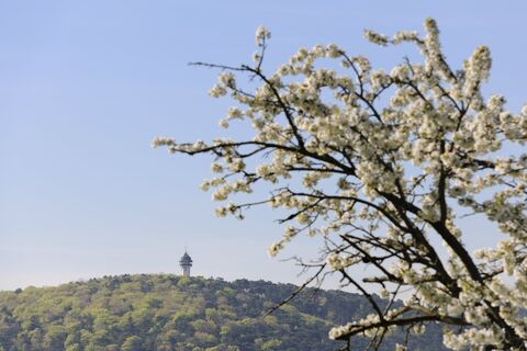 Guglzipf-St.Veit Runde
