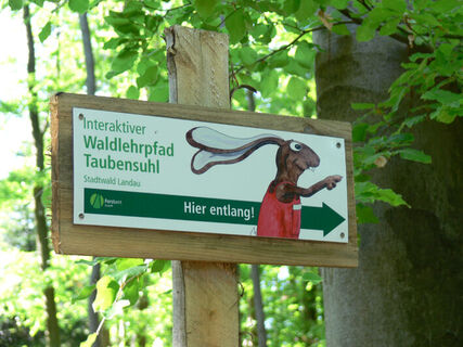 Der Hase weist uns den Weg durch den Waldlehrpfad auf dem Taubensuhl.