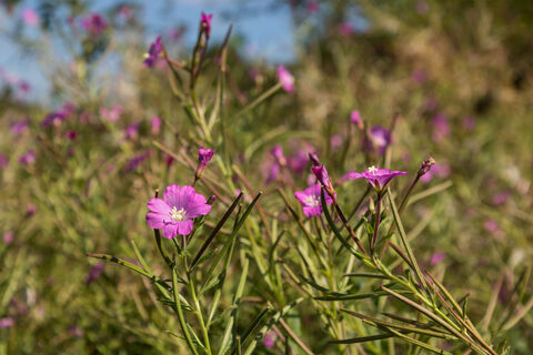 Blumen im Naturpark Münden