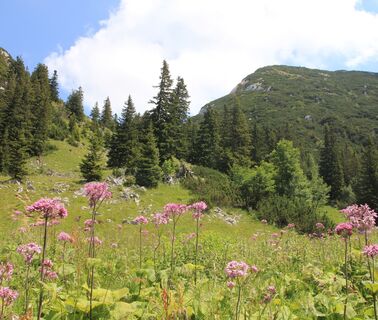 Blühende Landschaft in Inzell im Chiemgau