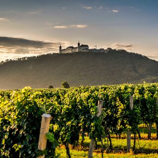 Stift Göttweig mit Weinreben