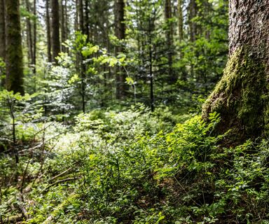 Wald bei St. Märgen