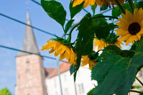 Sonnenblumen vor Kirche in Altheim