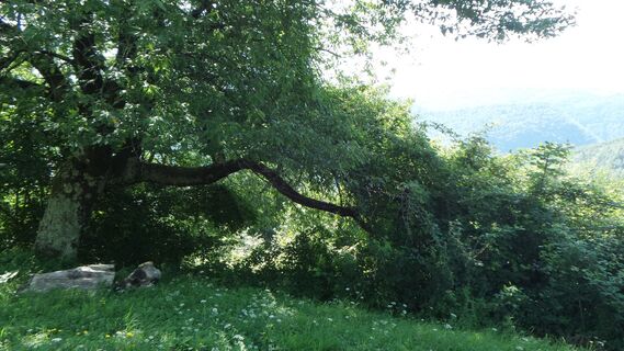 Baum bei Bauernhof