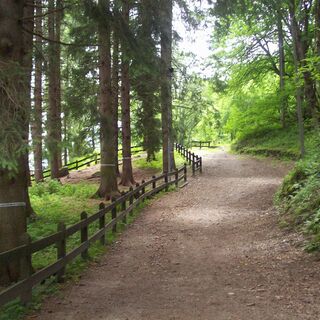 Spaziergang der Königin Wald