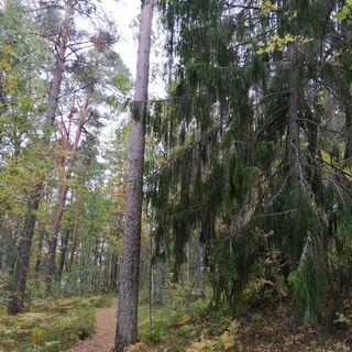 Ukonmäen Naturpfad