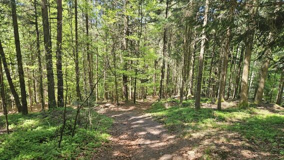 Single durch den Wald