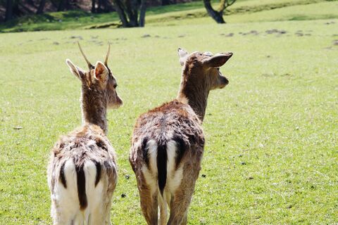 Wildpark Völlinghausen