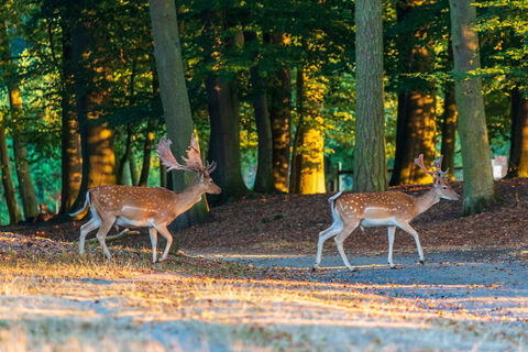 Wildpark in Dülmen, Nordrhein-Westfalen, Deutschland (2018)