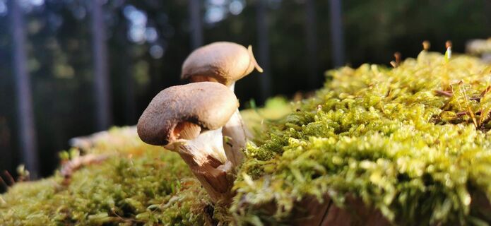 Kuva osoitteesta Klaus Lehner matkan varrella