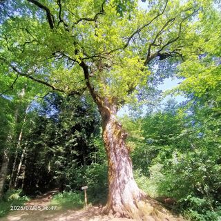 Fotografija s spletne strani Adrien Garniron na poti