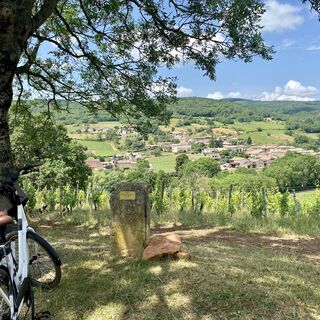 Chasselas_Vignoble ©DSL71-E.Colin