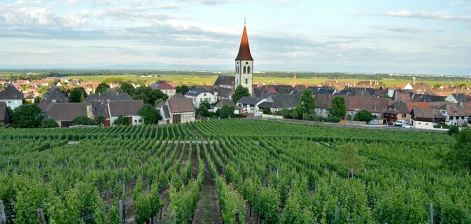 Weinbergswanderung Kaysersberg Sigolsheim