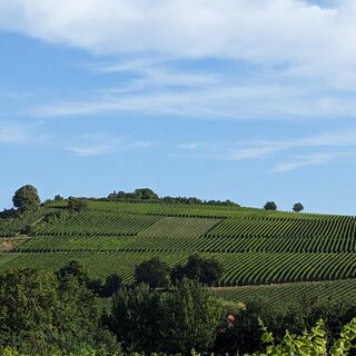 Weinlage Ilbesheimer Kalmit