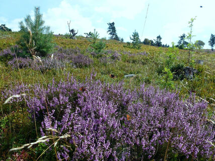 Heide auf dem Osterkopf