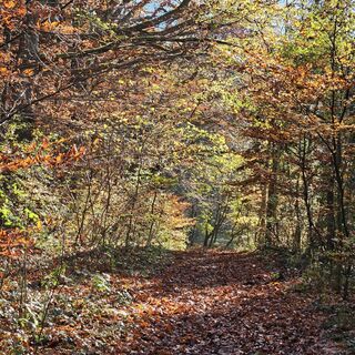Photo de garrincha le long du parcours