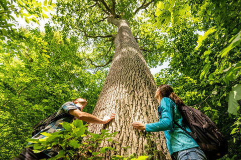 Naturwanderpark Delux, Natour Route 6, Königseiche
