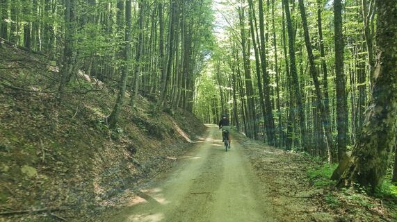 Photo de Grizli le long du parcours