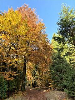 Herbst am Rennsteig