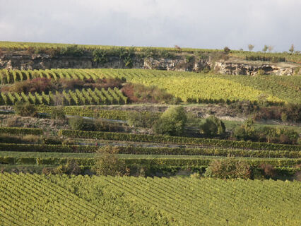 Weinlage Saumagen westlich von Kallstadt